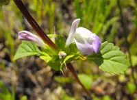 San Diego thorn-mint