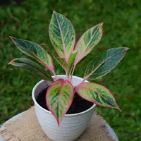 Aglaonema 'Lipstick' in the pot