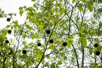 Monkey's Comb (Apeiba tibourbou) plant