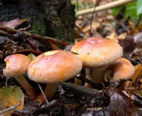 Brick Cap (Hypholoma lateritium) plant
