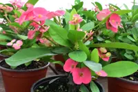 Euphorbia milii