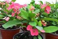 Euphorbia milii