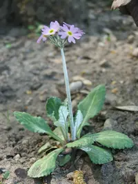 birdeye primrose (Primula laurentiana) plant
