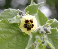 Cape gooseberry (Physalis peruviana) plant