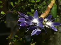 Queen Victoria's Dendrobium