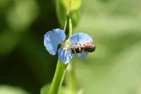 climbing dayflower