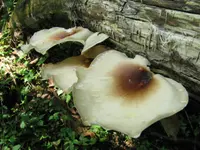 Bay Polypore