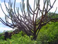 Pilosocereus pachycladus