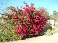 Bougainvillea spectabilis in the wild