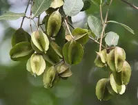 Arjun tree