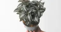 Pilea spruceana indoor