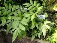 Bolbitis heteroclita (Bolbitis heteroclita) plant