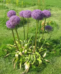 Dutch Garlic