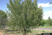 Prunus cerasus