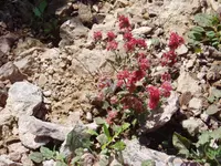 Abert's buckwheat