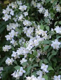Lewis' mock orange