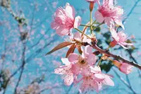 Wild Himalayan Cherry