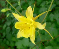 golden columbine