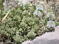 Ziziphora clinopodioides