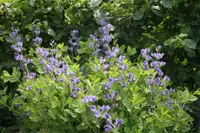 Blue False Indigo