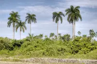 Cuban Royal Palm