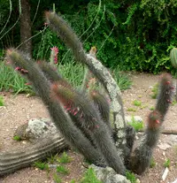 old man of the mountain