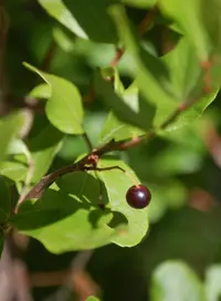 black huckleberry (Gaylussacia baccata) plant