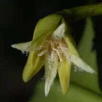 red mangrove
