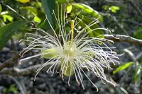 Morisonia flexuosa