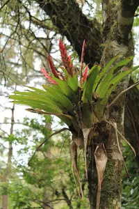 Tillandsia deppeana