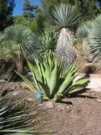 Weber's century plant