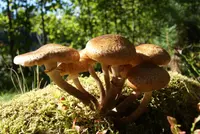 northern honey fungus