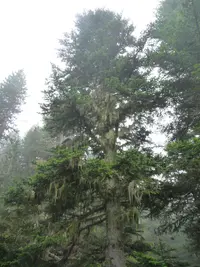 Silver Fir
