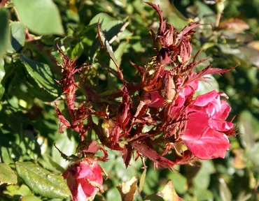 Rose Rosette Disease