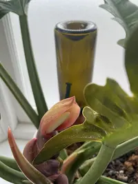 Blushing Philodendron
