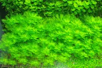 water violet (Hottonia palustris) plant