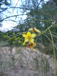 Jerusalem thorn (Parkinsonia aculeata) plant