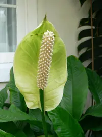 Snow Flower (Peace Lily) (Spathiphyllum floribundum) plant