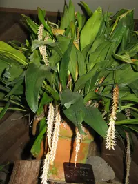 Hay-scented orchid