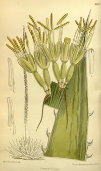 Agave difformis