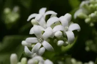 sweet woodruff