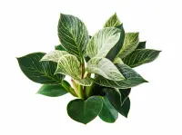 Philodendron 'Birkin'