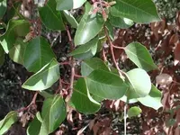 sugar sumac
