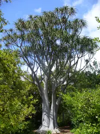 tree aloe