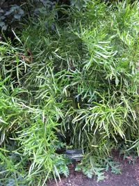 tapeworm plant