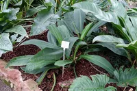 Philodendron wendlandii (Philodendron wendlandii) plant