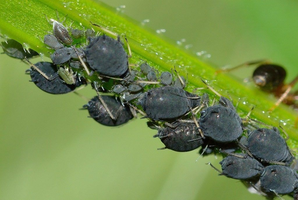 Tiny Black Bugs That Look Like Poppy Seeds - Black Aphids