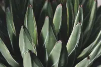 Agave americana leaves