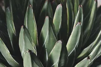Agave americana leaves