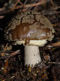 Southern Beech Amanita (Amanita nothofagi) plant